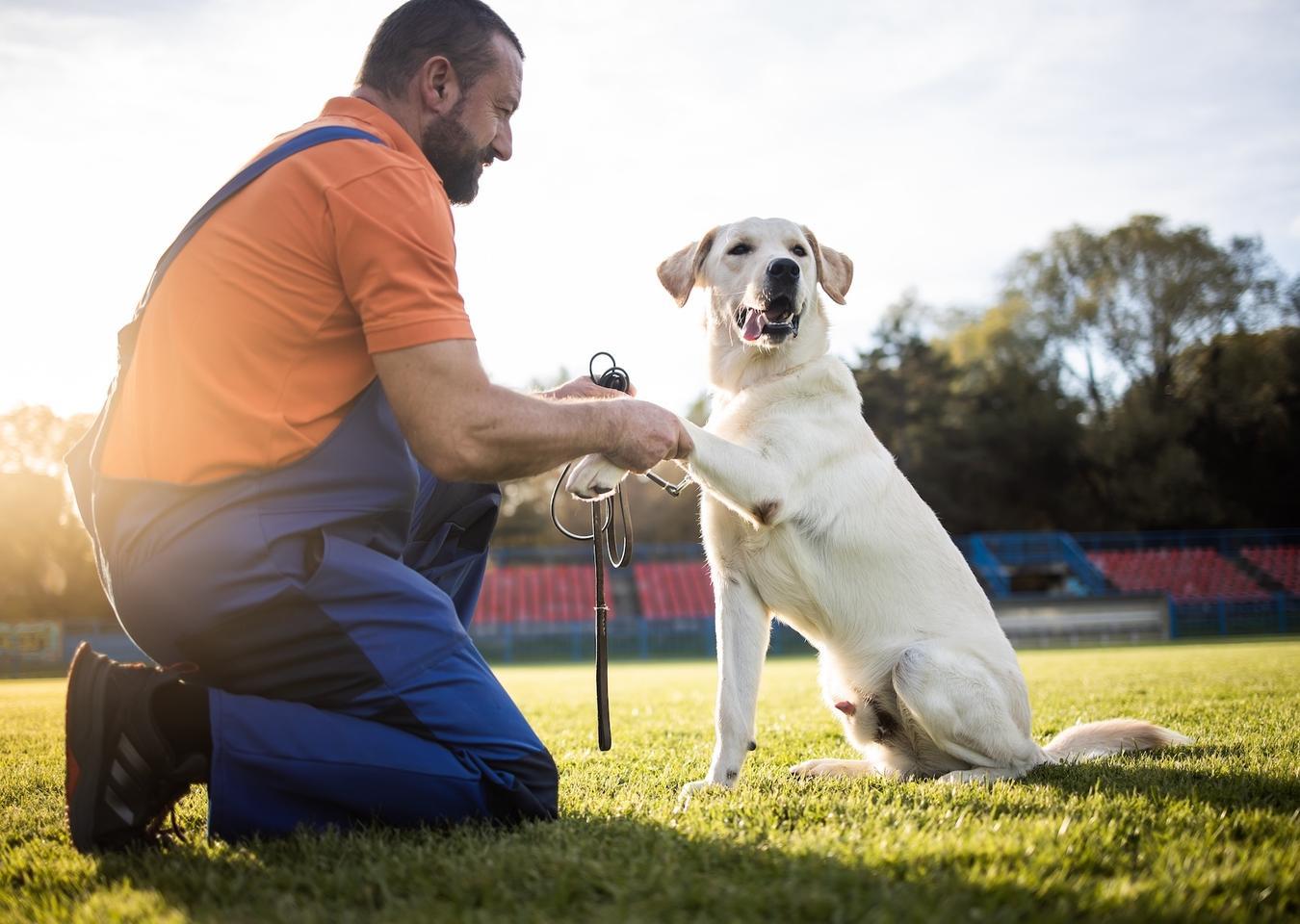 Discover Sloglie's Expert Animal Casting for Media