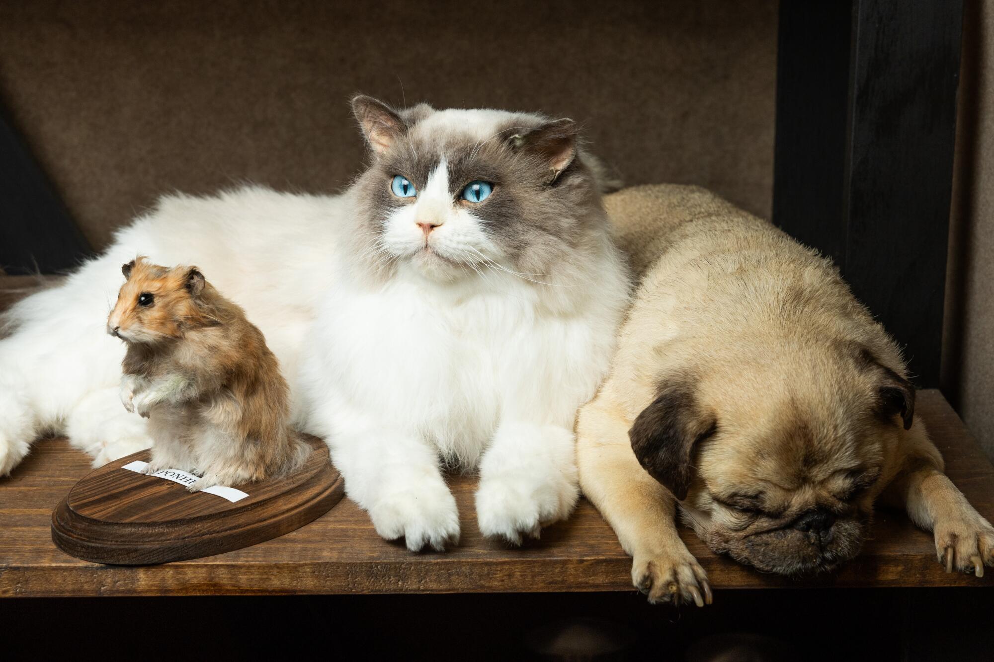 Sloglie: Your Source for On-Screen Animal Performers