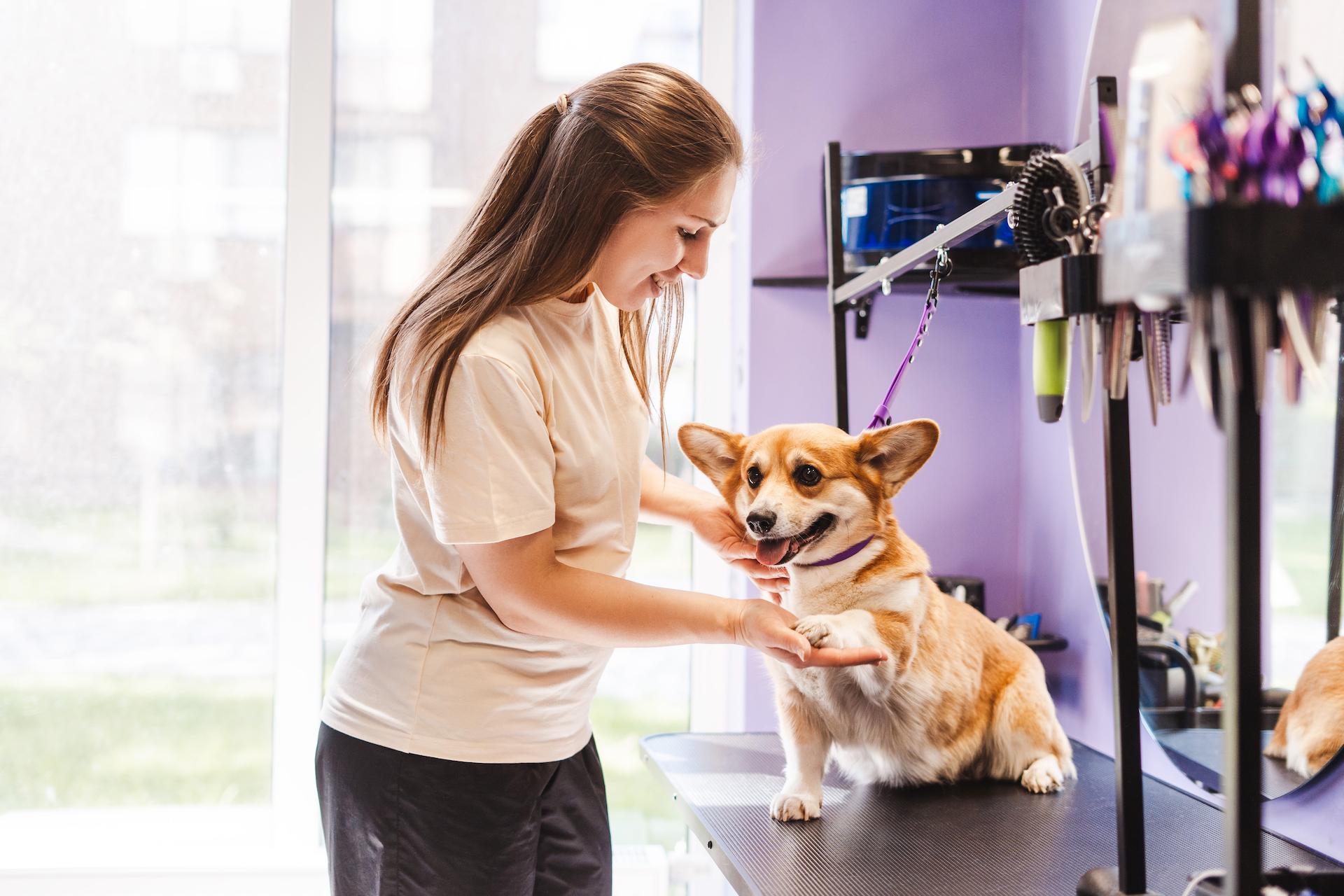 Seamless Animal Logistics & Talent for Shoots